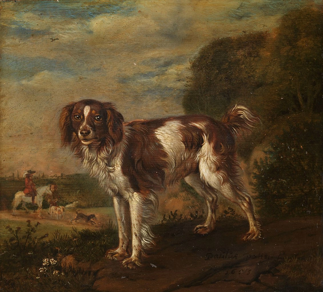 Un cane pernice - Rijksmuseum Amsterdam